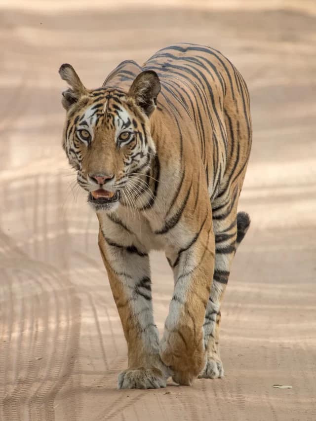 how-many-tiger-reserves-are-there-in-india-laleezsy